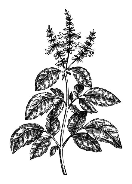 эскиз растения мяты - engraved image engraving basil herb stock illustrations