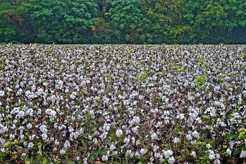 A Southern field of ripe cotton boles ready for harvest