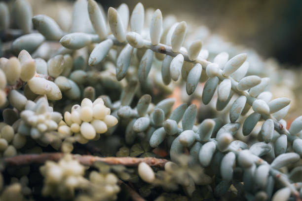 Plenty of light green succulent plants from a high angle view