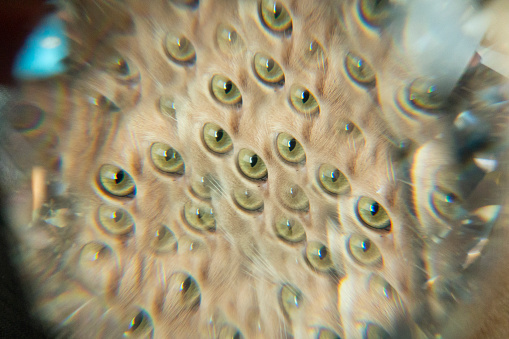 Multiple image of cat eyes with a prism
