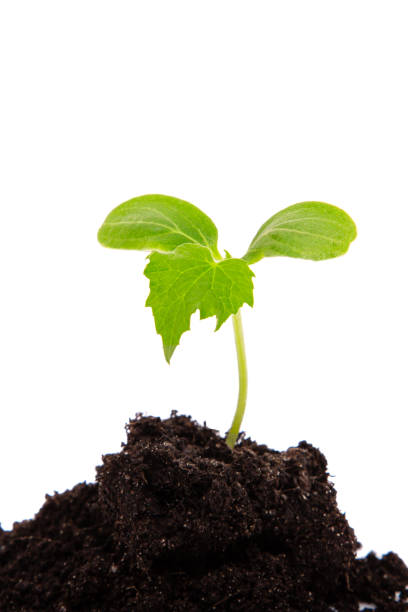 istock A sprout sprouted from the ground on a white background. 1399960630
