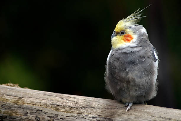 istock lonely cockatiel bird on a tree branch 139996105