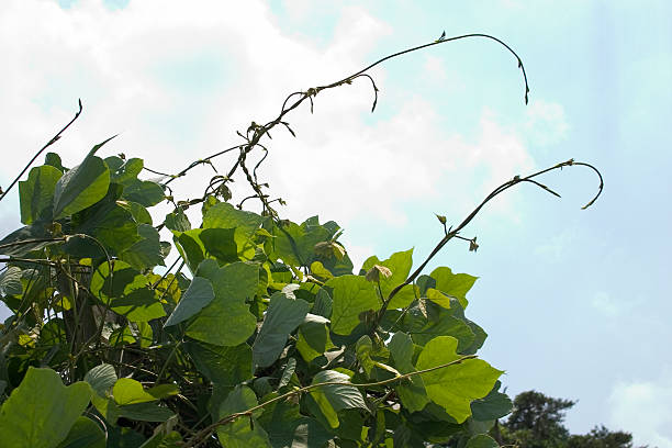 kudzu contra un cielo nublado - kudzu fotografías e imágenes de stock