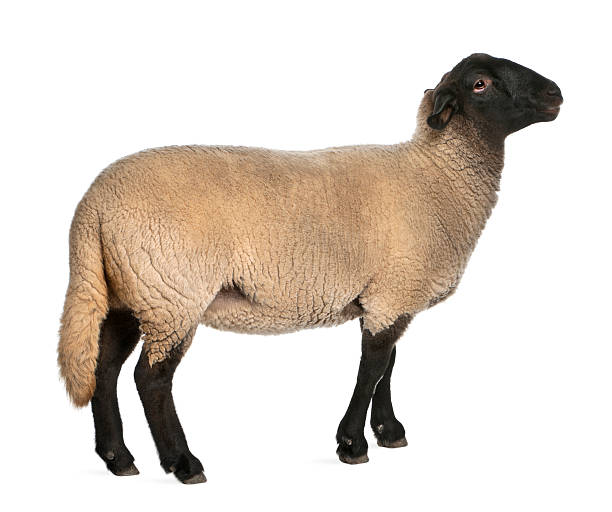istock Female Suffolk sheep, Ovis aries, 2 years old, standing 139996137