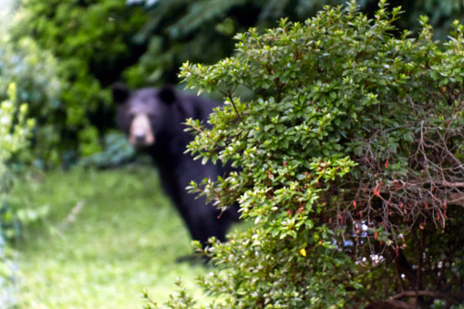 Adult black bear lurks behind a bush by a bag of stolen garbage intently watching the viewer