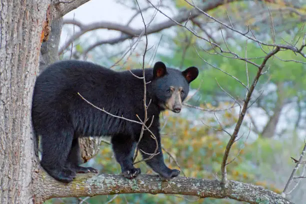 Photo of Black Bear High Up on a Tree Branch