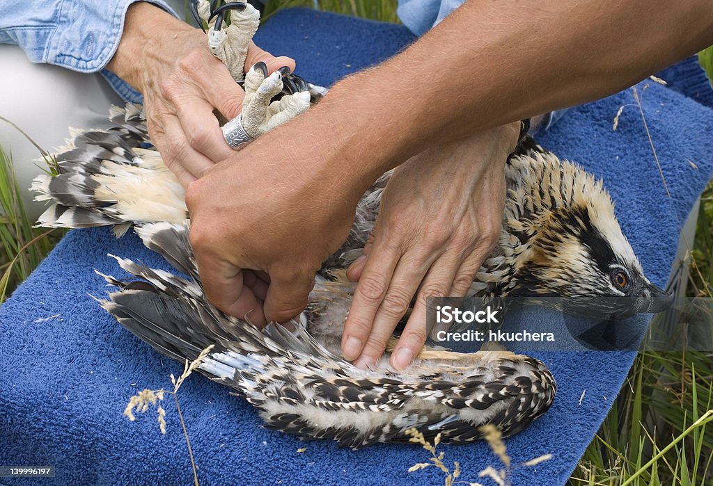 Pulsada jóvenes Osprey (Pandion haliaetus - Foto de stock de Agarrar libre de derechos