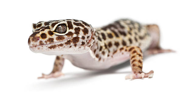 istock Leopard gecko, Eublepharis macularius, in front of white background 139996263