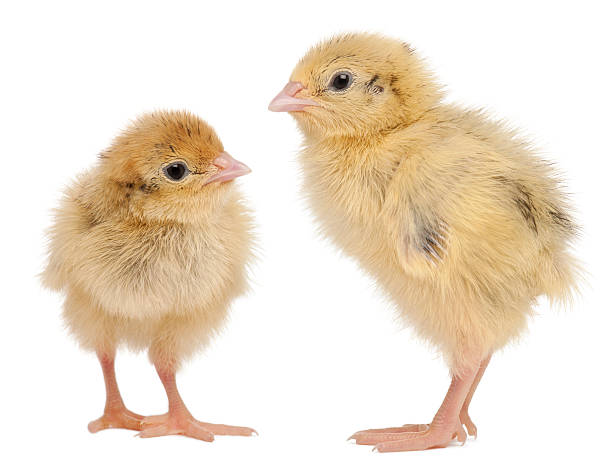 Two Japanese Quail, also known as Coturnix,3 days old Two Japanese Quail, also known as Coturnix Quail, Coturnix japonica, 3 days old, in front of white background coturnix quail stock pictures, royalty-free photos & images