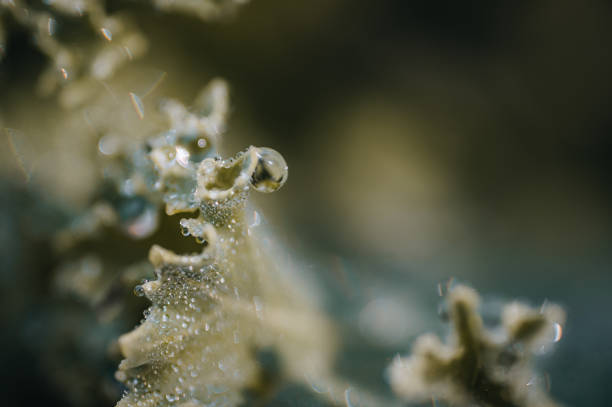 istock Macro of green lettuce leaf from above 1399962856