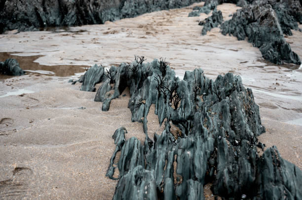 Rocks, mussels and seaweed at Saunton Sands, Devon, UK Rocks, mussels and seaweed at Saunton Sands, Devon, UK croyde bay photos stock pictures, royalty-free photos & images