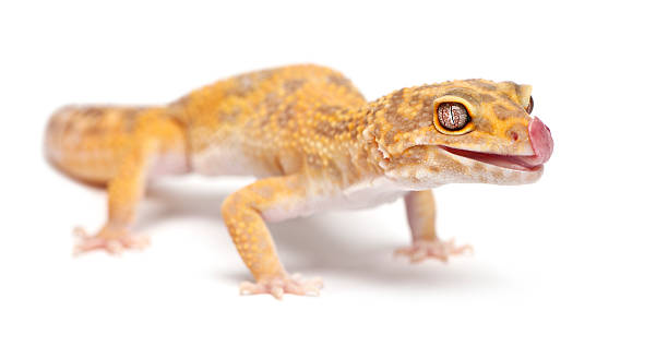 istock Aptor Leopard gecko, Eublepharis macularius, in front of white background 139996424