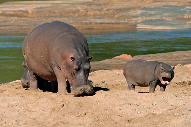 nilpferd - kruger national park hippopotamus animal mouth animal stock-fotos und bilder