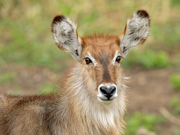 istock Waterbuck portrait 139996447