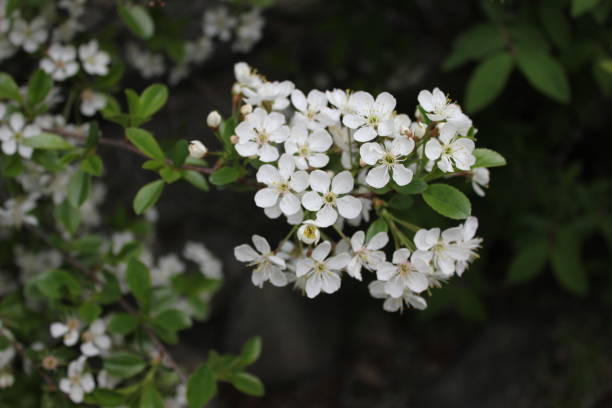 istock Beautiful White Blossoming Flowers 1399964829