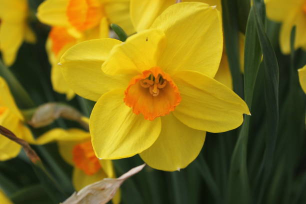 istock Beautiful Yellow Daffodil 1399964836