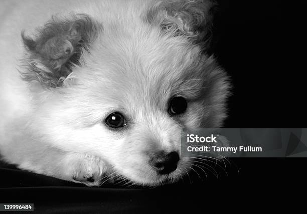 Foto de Filhote De 3 e mais fotos de stock de Animal - Animal, Animal de estimação, Branco