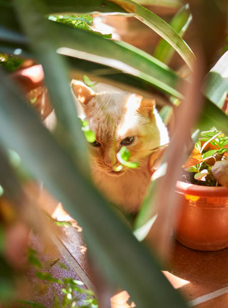 istock cat resting among the plants basking in the sun 1399964842