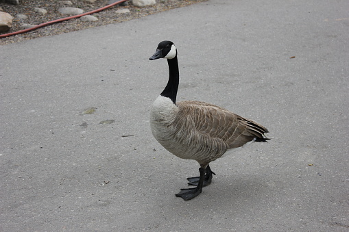 Canadian Goose walking on the pedestrian pathway