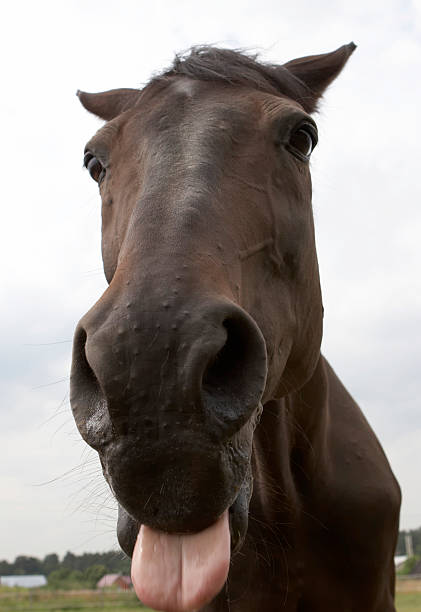 istock Horse with put-out tongue 139996599