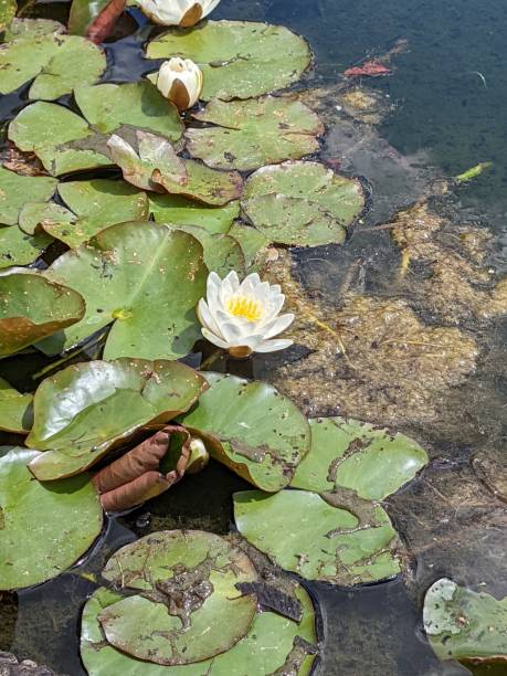 istock Pond and Lily 1399965999