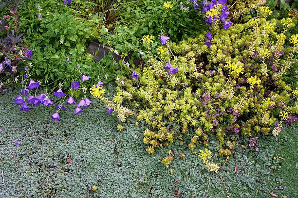 Drought-tolerant wooly silver thyme, golden sedum, and miniature blue bellflowers are perennial low creeping groundcovers blooming together along a garden pathway.