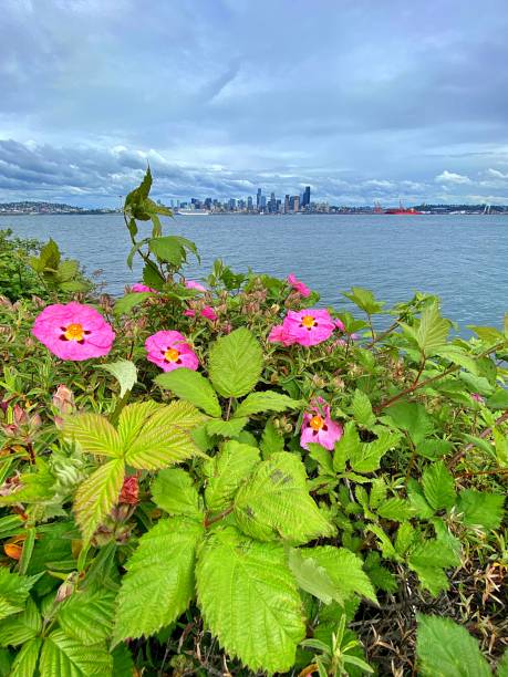 istock Elliot Bay, Seattle 1399966999
