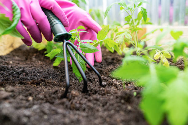 istock Bed with young plants and garden tools. 1399967039