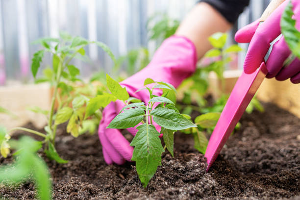 istock Farmer plants young plants in the garden. 1399967045