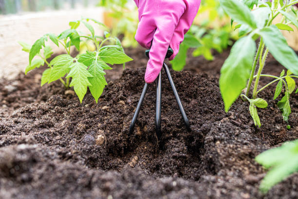 istock Bed with young plants and garden tools. 1399967053