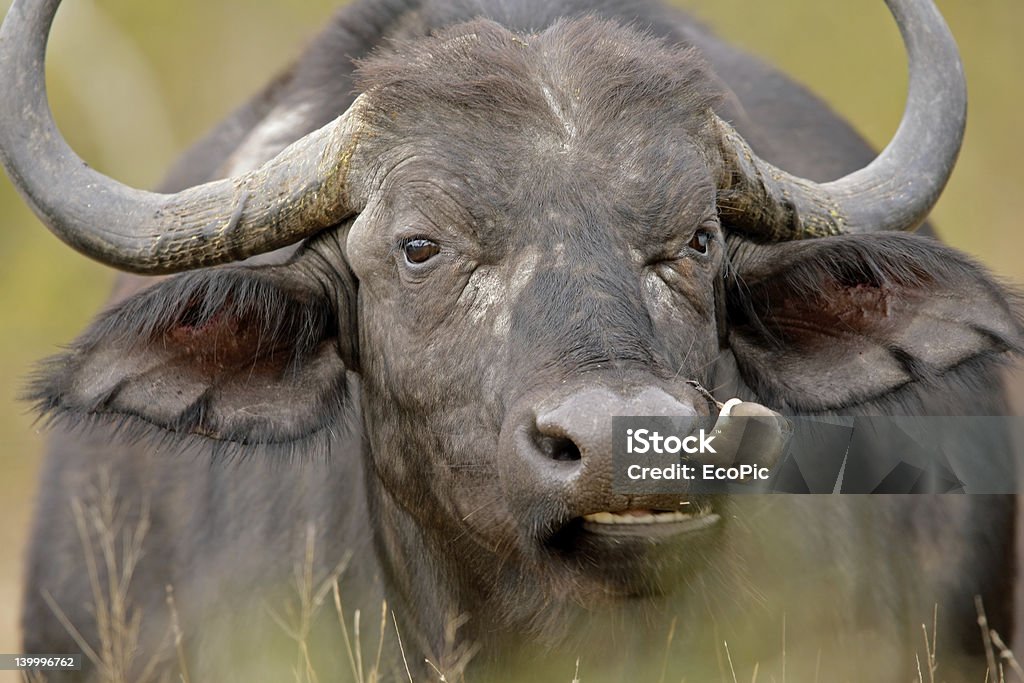 African buffalo Portrait of an African buffalo (Syncerus caffer) with oxpecker bird, Kruger National Park, South Africa Africa Stock Photo