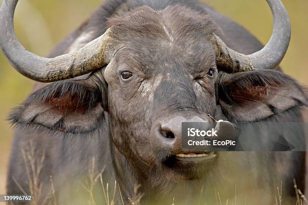 African Buffalo Stock Photo - Download Image Now - Africa, African Buffalo, Aggression