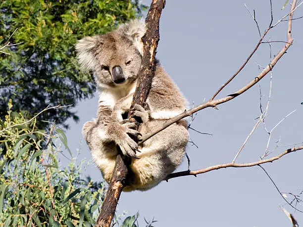 Photo of Koala with attitude