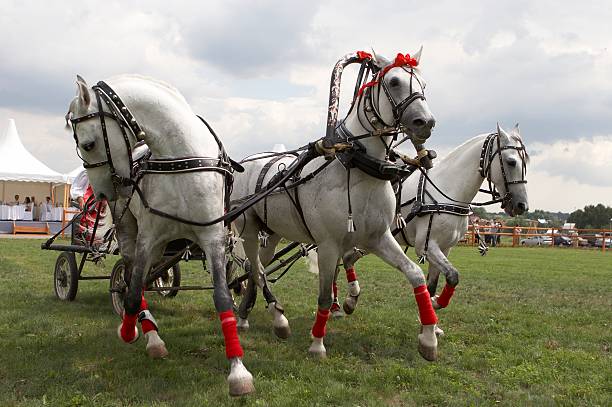 Hortobagy, Hungary - August 04, 2024: Horse cart circulating in the Puszta region