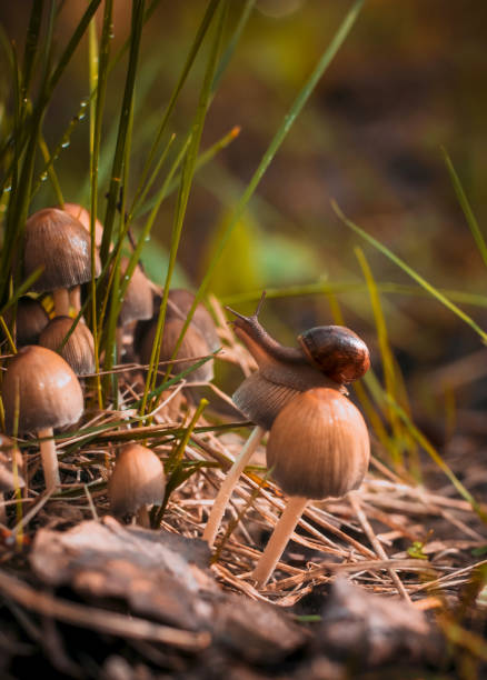 un caracol en la parte superior del primer plano del hongo - vertical meadow mushroom vegetable fotografías e imágenes de stock