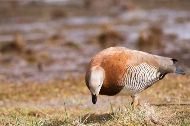 cauquen szarogłowy (chloephaga poliocephala). można go zobaczyć w całej argentyńskiej lub chilijskiej patagonii. - bariloche patagonia argentina lake zdjęcia i obrazy z banku zdjęć