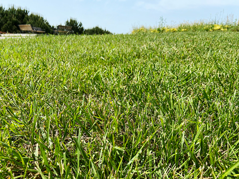 Close-up low angle view green grass texture with sky background