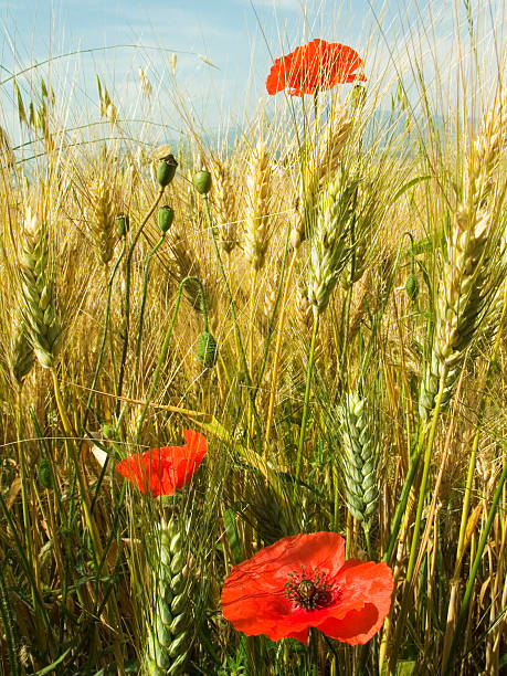 istock Poppies in a wheat field 139996875