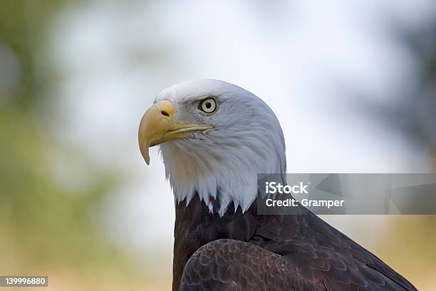 Photo libre de droit de American Bald Aigle banque d'images et plus d'images libres de droit de Aigle - Aigle, Bec, Blanc