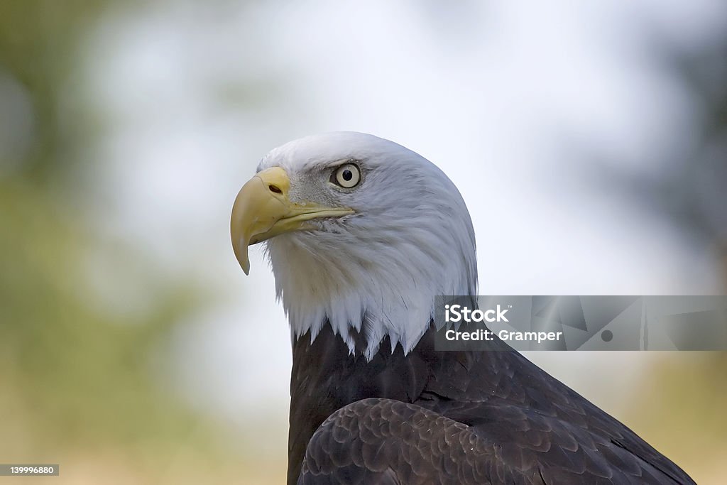 Águia Careca Americana - Royalty-free Afiado Foto de stock