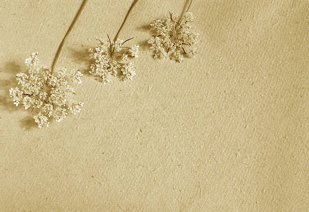istock Sepia Flowers On Paper 139996897