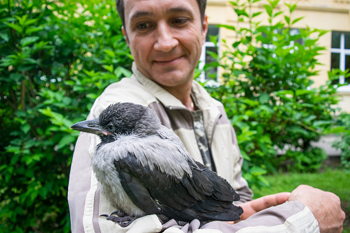 Cub of a gray crow close-up in the hands of a man against the background of a green lawn. The concept of pets and animal care.