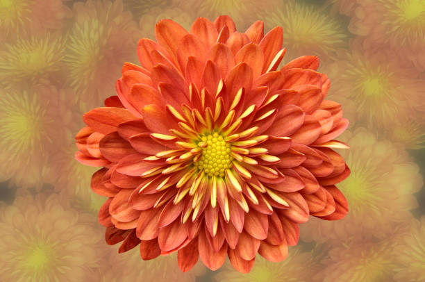 nahaufnahme einer einzelnen leuchtend orangefarbenen chrysanthemenblüte - chrysanthemum macro close up single object stock-fotos und bilder