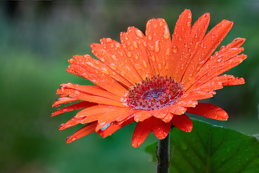 Isolated closeup of colorful rain soaked Gerbera daisy blossom with numerous drops of rainwater scattered over vibrant orange petals.