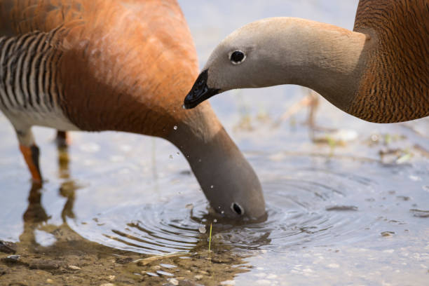 para cauquenes pije wodę na brzegu jeziora nahuel huapi. (chloephaga poliocephala) - bariloche chile lake nahuel huapi lake zdjęcia i obrazy z banku zdjęć