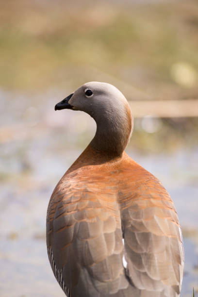 cauquen szarogłowy (chloephaga poliocephala). można go zobaczyć w całej argentyńskiej lub chilijskiej patagonii. - bariloche patagonia argentina lake zdjęcia i obrazy z banku zdjęć