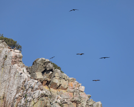 Eurasian Griffon Vultures. Gyps fulvus, soaring on thermals above pale rocks while some are standing on top of the rock on the left-hand side. Peña Falcon / Salta de Gitano, Monfragüe National Park, Extremadura, Spain