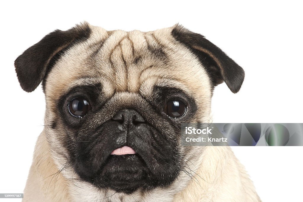 Portrait of a pug sticking its tongue out pug portrait Animal Stock Photo