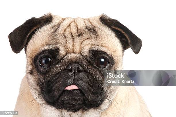 Portrait Of A Pug Sticking Its Tongue Out Stock Photo - Download Image Now - Animal, Animal Body Part, Animal Head