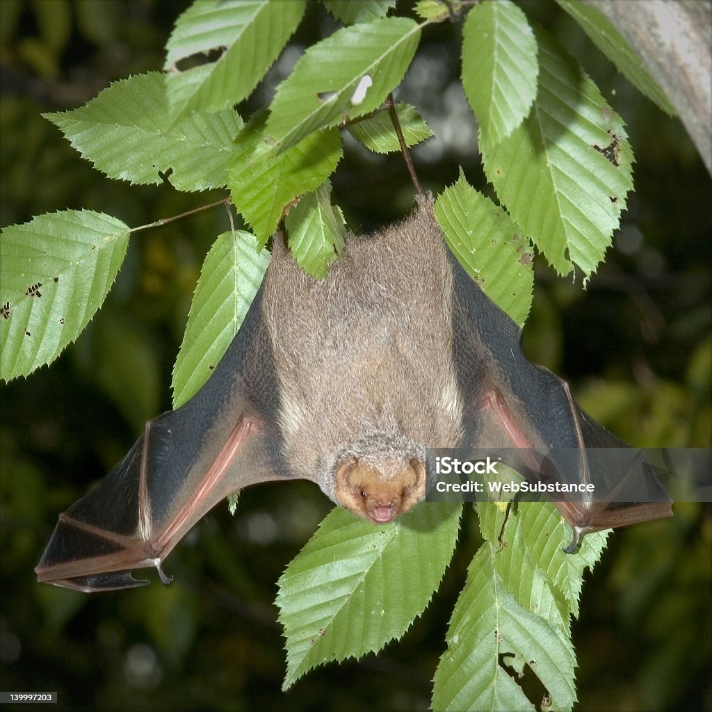 Bat - Zbiór zdjęć royalty-free (Część ciała zwierzęcia)